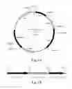 Fig. 02 - Method for manufacturing animal model for researching pulmonary tumor and use thereof