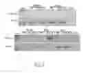 Fig. 08 - Method for manufacturing animal model for researching pulmonary tumor and use thereof