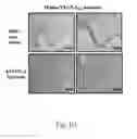 Fig. 11 - Method for manufacturing animal model for researching pulmonary tumor and use thereof