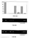Fig. 07 - METHODS AND COMPOSITIONS FOR IDENTIFYING COMPOUNDS THAT INHIBIT HIV-1 SUBUNIT-SPECIFIC REVERSE TRANSCRIPTASE