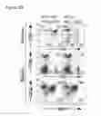 Fig. 10 - Method of identifying a compound for preventing and/or treating an autoimmune disease