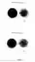 Fig. 57 - Genetically modified reduced-browning fruit-producing plant and produced fruit thereof, and method of obtaining such