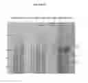 Fig. 12 - Methods and Compositions for Increasing the Nitrogen Storage Capacity of a Plant