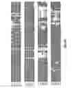 Fig. 07 - COMPOSITIONS AND METHODS FOR MODULATION OF PLANT CELL DIVISION