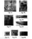 Fig. 11 - COMPOSITIONS AND METHODS FOR MODULATION OF PLANT CELL DIVISION