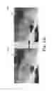 Fig. 16 - Actuatable capacitive transducer for quantitative nanoindentation combined with transmission electron microscopy