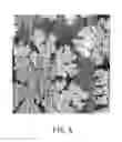 Fig. 12 - METHOD FOR MODIFYING SURFACE IN SELECTIVE AREAS AND METHOD FOR FORMING PATTERNS