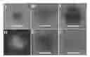 Fig. 01 - Core-alloyed shell semiconductor nanocrystals