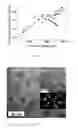 Fig. 04 - Core-alloyed shell semiconductor nanocrystals