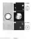 Fig. 06 - Analyte detection using liquid crystals