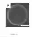 Fig. 12 - Analyte detection using liquid crystals