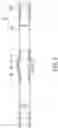 Fig. 06 - Ear hook device with illumination function