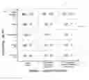 Fig. 01 - Queuing architectures for orthogonal requirements in quality of service (QoS)