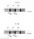 Fig. 12 - Communication system, communication device and communication method that can improve frequency use efficiency