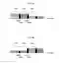 Fig. 13 - Communication system, communication device and communication method that can improve frequency use efficiency