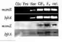 Fig. 01 - LACTOBACILLUS ACIDOPHILUS NUCLEIC ACIDS ENCODING FRUCTO-OLIGOSACCHARIDE UTILIZATION COMPOUNDS AND USES THEREOF
