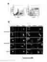 Fig. 03 - MUSCLE-DERIVED CELLS HAVING DIFFERENTIATION CAPACITIES