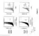 Fig. 10 - MUSCLE-DERIVED CELLS HAVING DIFFERENTIATION CAPACITIES