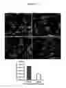 Fig. 10 - Methods and compositions for mitochondrial replacement therapy
