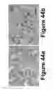 Fig. 37 - Methods of and compositions for inhibiting the proliferation of mammalian cells