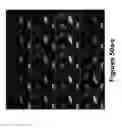 Fig. 43 - Methods of and compositions for inhibiting the proliferation of mammalian cells