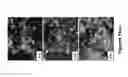 Fig. 44 - Methods of and compositions for inhibiting the proliferation of mammalian cells