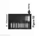 Fig. 45 - Methods of and compositions for inhibiting the proliferation of mammalian cells