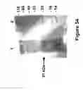 Fig. 47 - Methods of and compositions for inhibiting the proliferation of mammalian cells