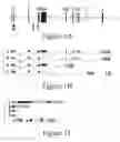 Fig. 02 - CARD DOMAIN CONTAINING POLYPEPTIDES, ENCODING NUCLEIC ACIDS, AND METHODS OF USE