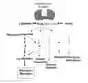 Fig. 01 - Further Use of Protein Kinase N Beta