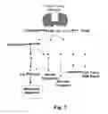 Fig. 02 - Further Use of Protein Kinase N Beta