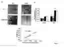 Fig. 04 - METHOD FOR CONTROLLING GLUCOSE UPTAKE AND INSULIN SENSITIVITY