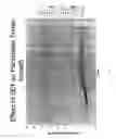 Fig. 52 - Methods of treating pancreatic or liver cancer using hedgehog antagonists