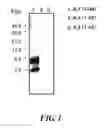 Fig. 02 - Monoclonal antibody and use thereof