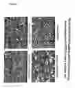 Fig. 09 - Compositions of humanized notch fusion proteins and methods of treatment
