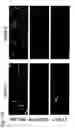 Fig. 141 - Compositions of humanized notch fusion proteins and methods of treatment