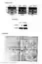 Fig. 35 - Compositions of humanized notch fusion proteins and methods of treatment