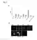 Fig. 02 - Method Of Reducing Tissue Loss In Pancreatic Islet Cell Transplantation