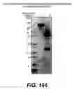 Fig. 100 - ANTIGEN-BINDING CONSTRUCTS