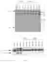 Fig. 07 - ANTICOMPLEMENT POLYPEPTIDES OF IXODES RICINUS