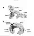 Fig. 34 - Toll-like receptor 3 antagonists