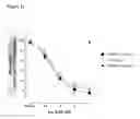 Fig. 10 - Antibodies to TGFβ