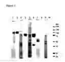 Fig. 02 - IMMUNOGENIC COMPOSITIONS CAPABLE OF ACTIVATING T-CELLS