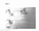 Fig. 04 - IMMUNOGENIC COMPOSITIONS CAPABLE OF ACTIVATING T-CELLS