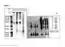 Fig. 05 - IMMUNOGENIC COMPOSITIONS CAPABLE OF ACTIVATING T-CELLS