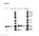 Fig. 09 - IMMUNOGENIC COMPOSITIONS CAPABLE OF ACTIVATING T-CELLS