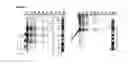 Fig. 28 - IMMUNOGENIC COMPOSITIONS CAPABLE OF ACTIVATING T-CELLS