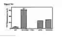 Fig. 32 - IMMUNOGENIC COMPOSITIONS CAPABLE OF ACTIVATING T-CELLS