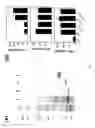 Fig. 08 - SUPPRESSION OF ALLERGIC INFLAMMATION BY ASCARIS HEME-BINDING PROTEIN (HBP)