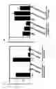 Fig. 11 - SUPPRESSION OF ALLERGIC INFLAMMATION BY ASCARIS HEME-BINDING PROTEIN (HBP)